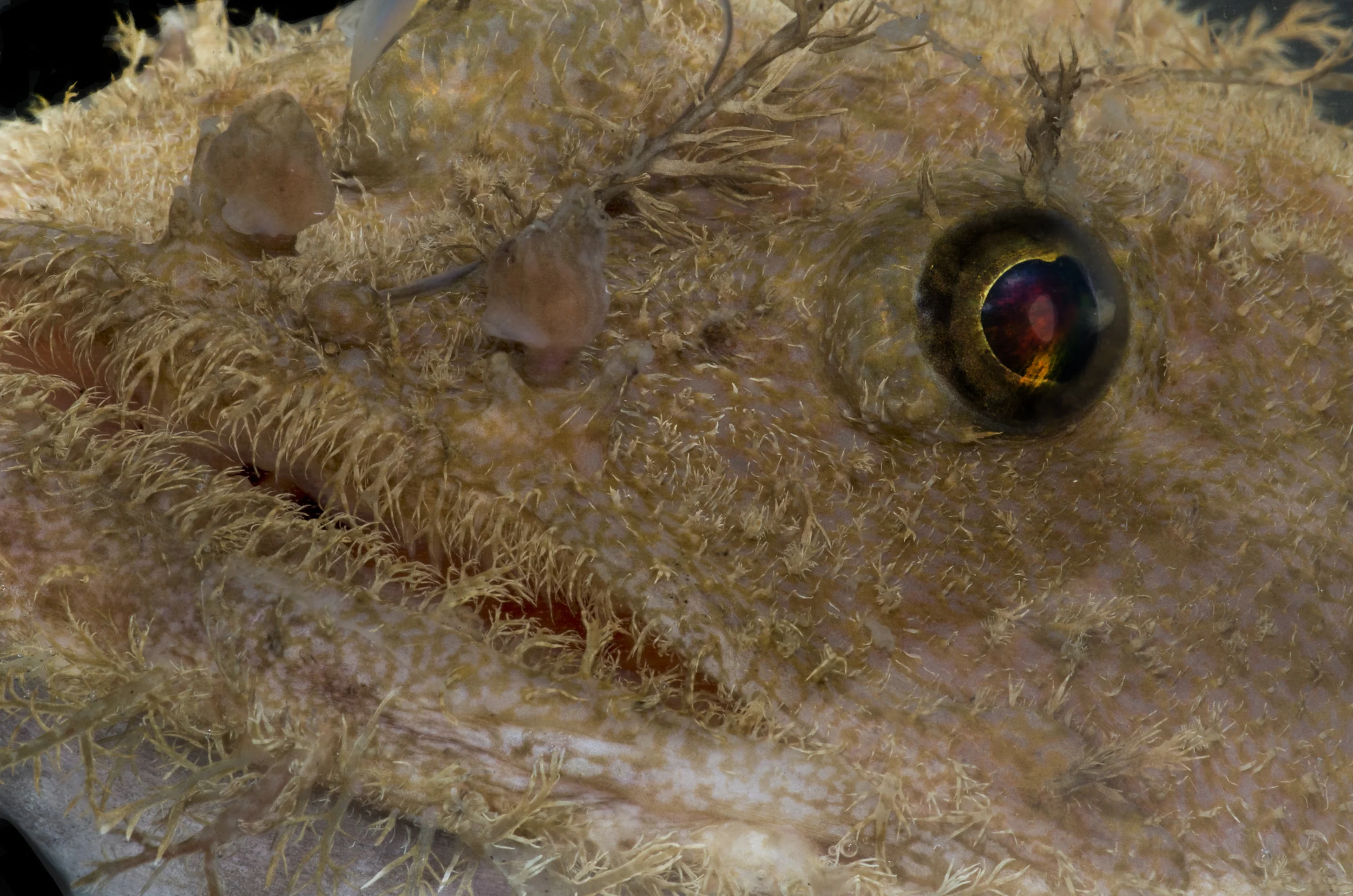DOM16154_Lophoides_reticulatus_CRP_0700.jpg