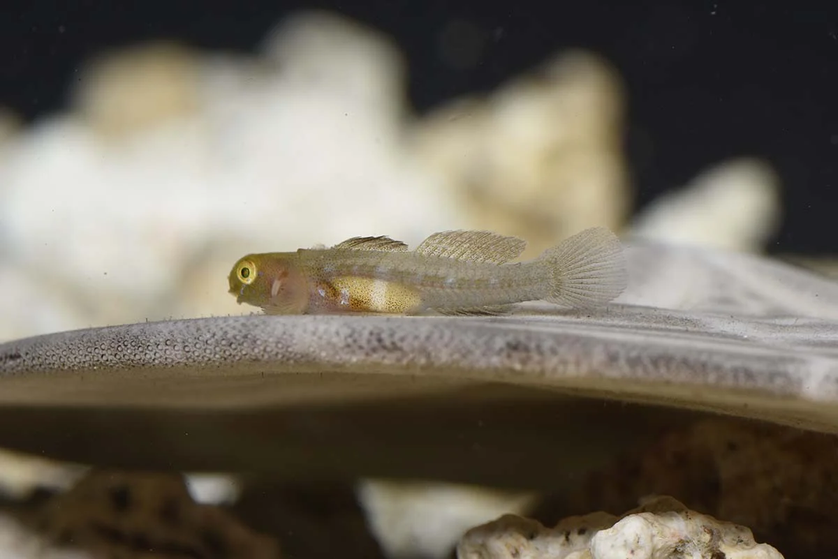 Probable new Risor Goby