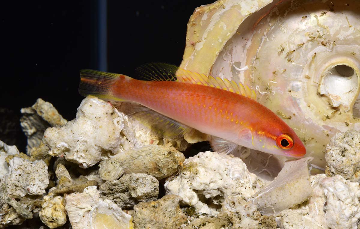 new Red Hogfish