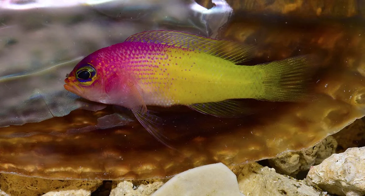 Lipogramma klayi
