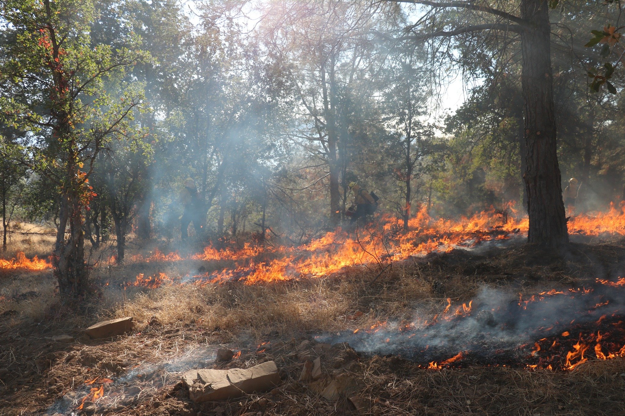 Controlled burns: A proactive approach to wildfire management. 🔥

CrewBoss PPE equips wildland firefighters with the protection they need to tackle these essential tasks safely.

#FightingFireWithFire
#GearYouCanTrust
#CrewBossPPE