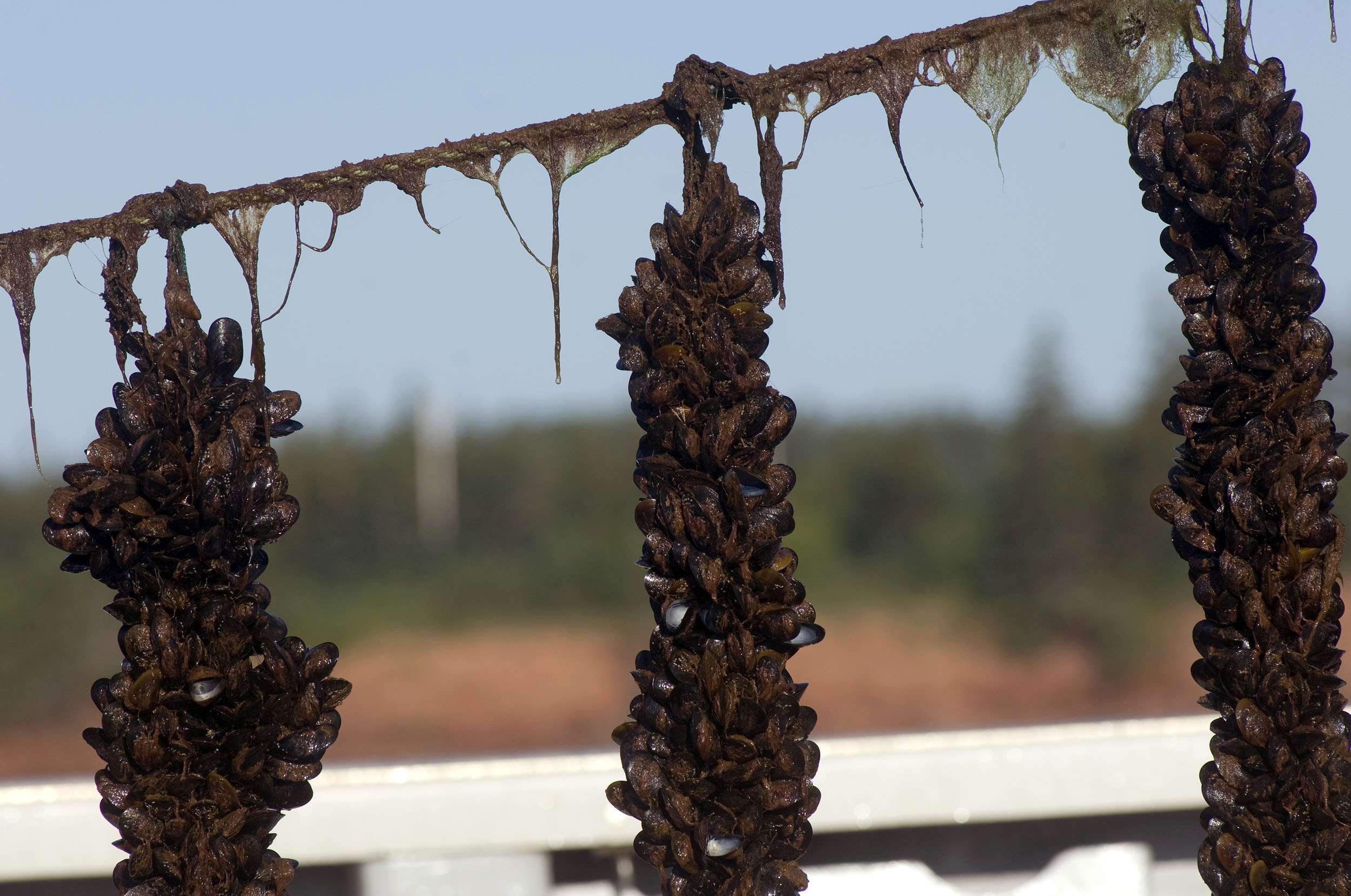 PEAqua_327 MUSSEL LINE CLOSEUP 5.jpg