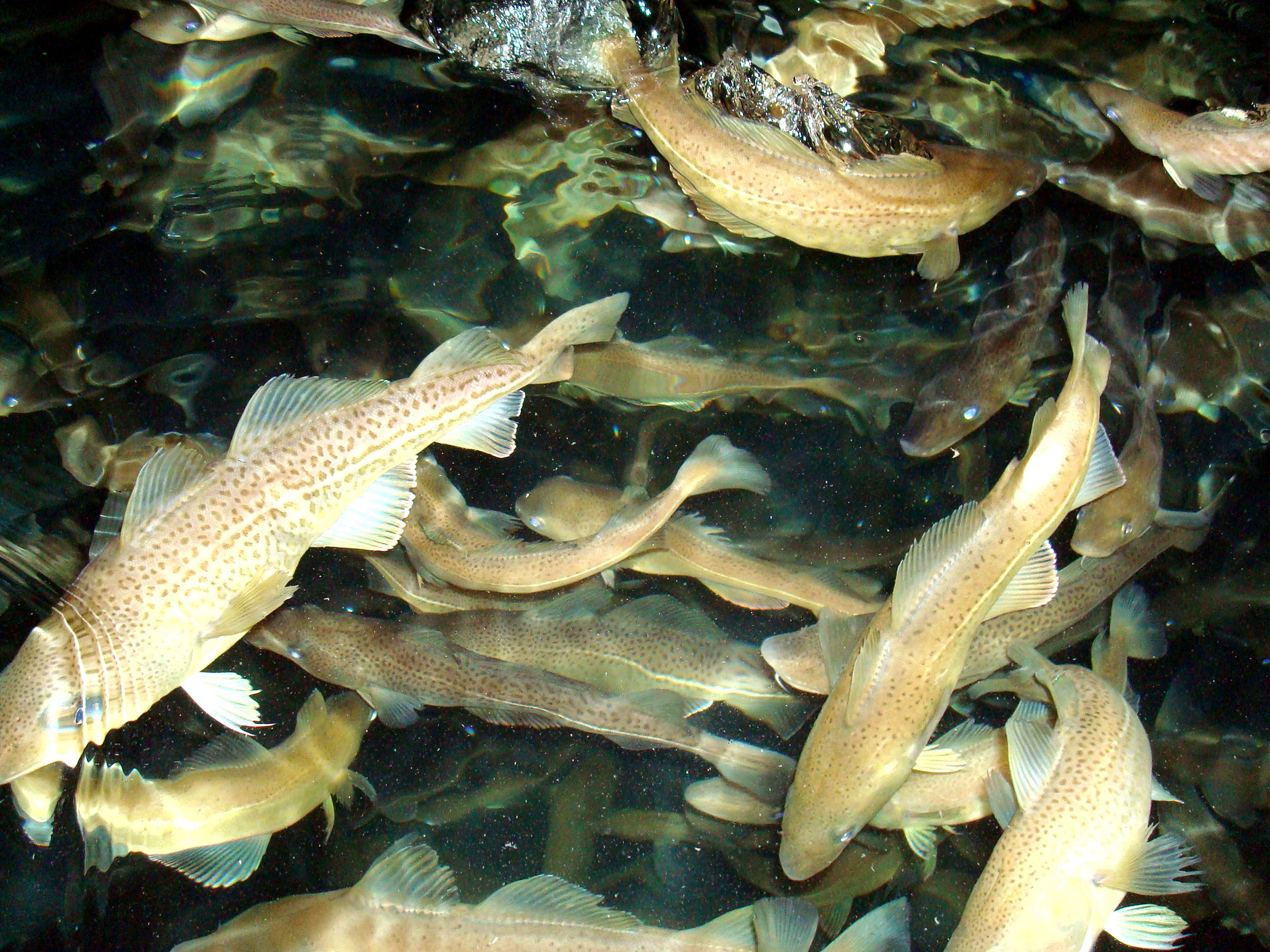 Aquaculture Species