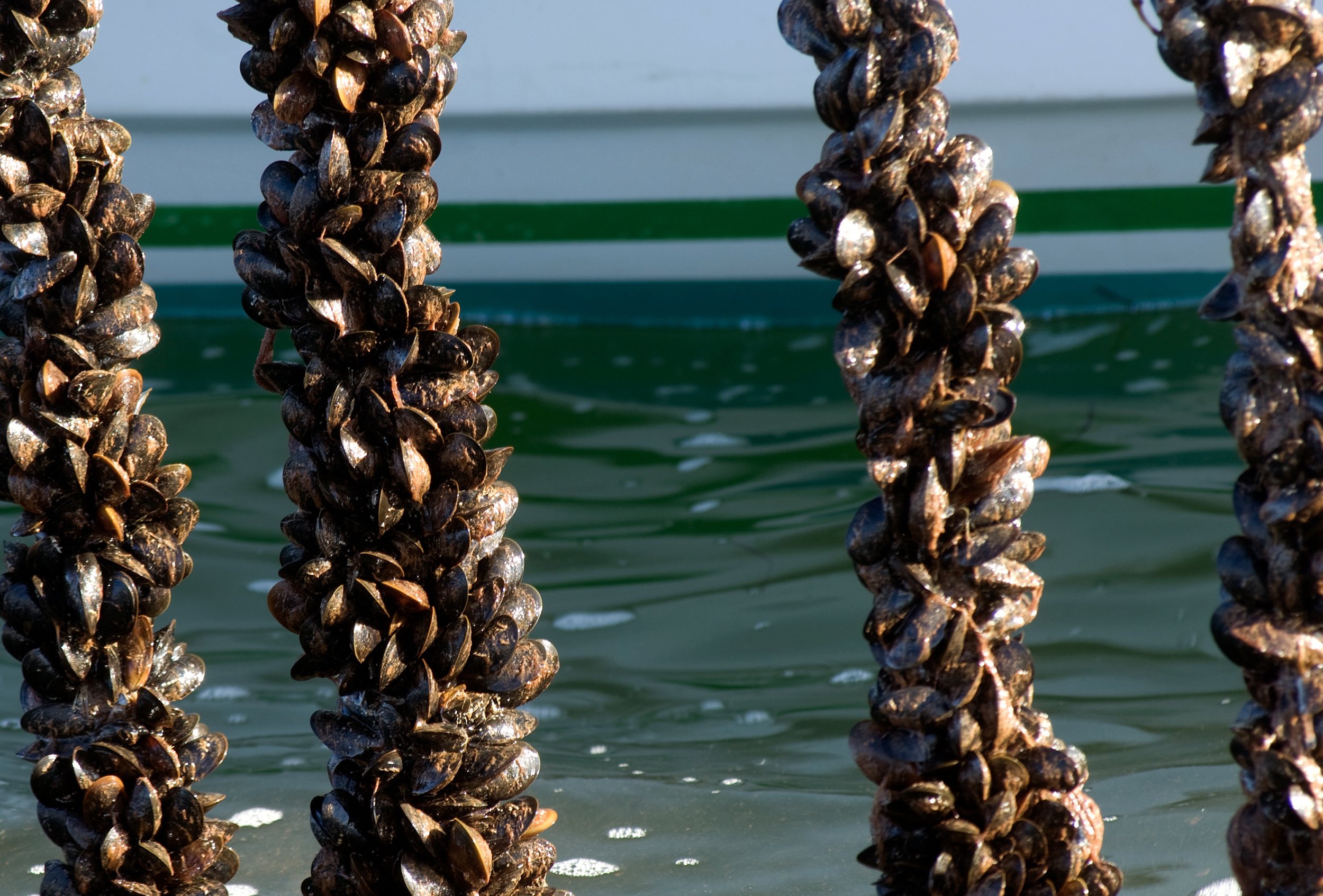 Canadian Aquaculture Industry Alliance
