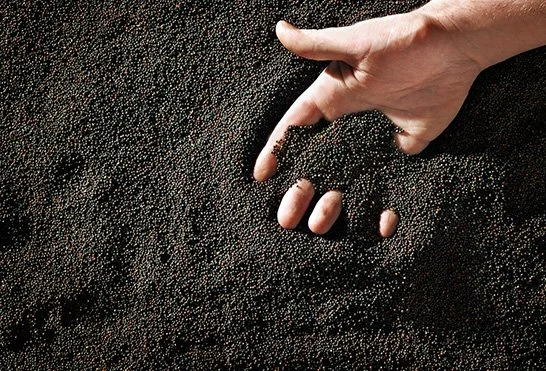 Canadian Salmon Feed is an Innovation and Sustainability Success Story