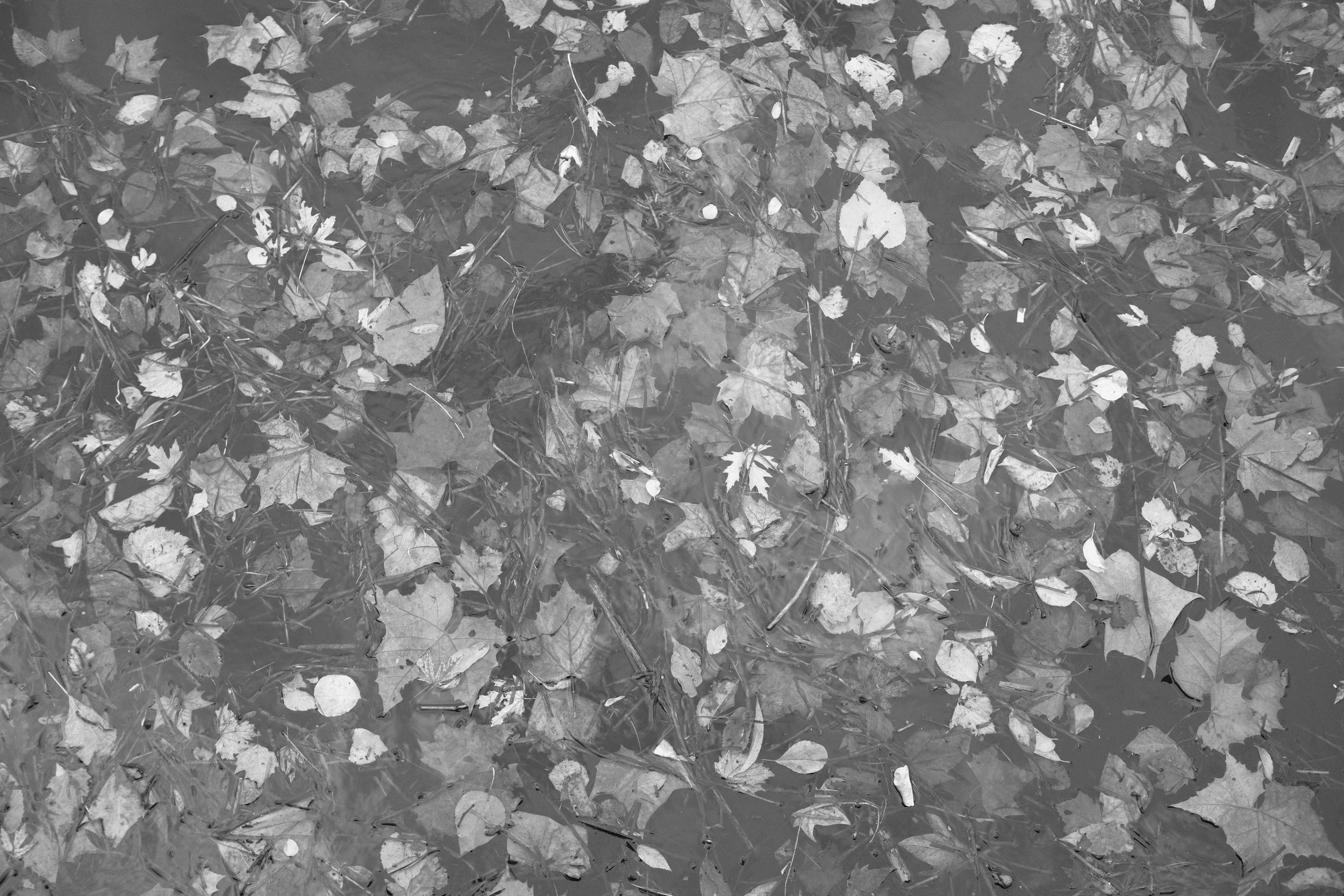 Leaves on the Ohio, Pittsburgh, Pennsylvania