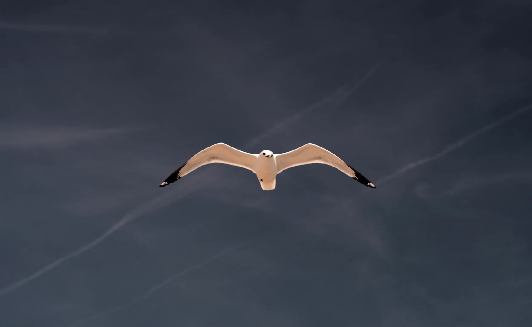 Seagull, Wrightsville Beach, North Carolina