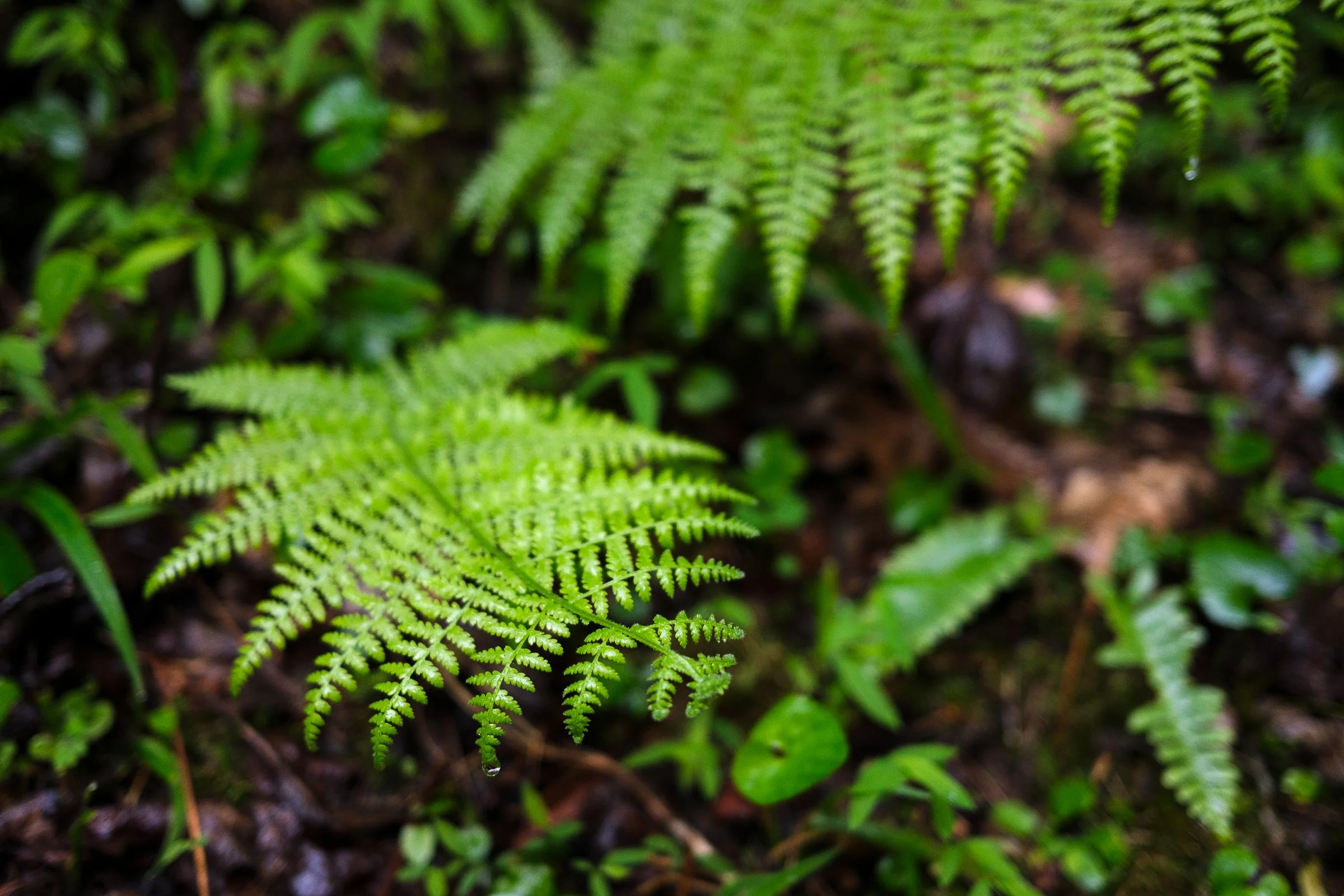 Fern, West Jefferson, North Carolina