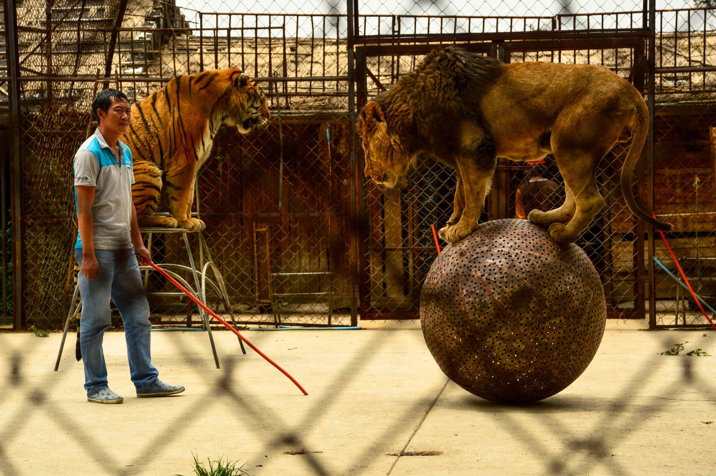 Eastern Asia - a zookeeper stares in the face of a lion he has trained to balance on a ball. Whip after whip, the lion is punished every time it tries to get away.