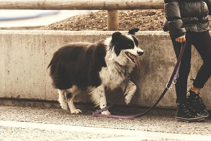 pasear-perros.jpeg