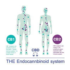 is thc oil legal in ga