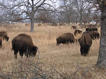 woolaroc-bison-closeup-blog.jpg