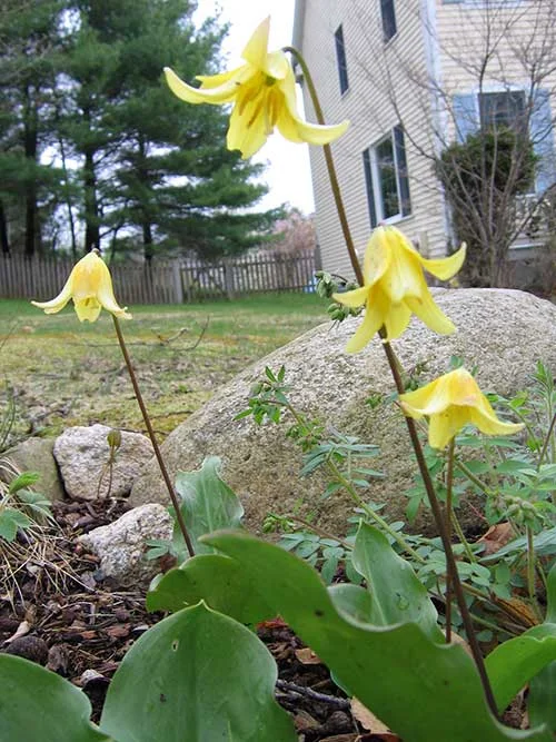 yellow trout lilies