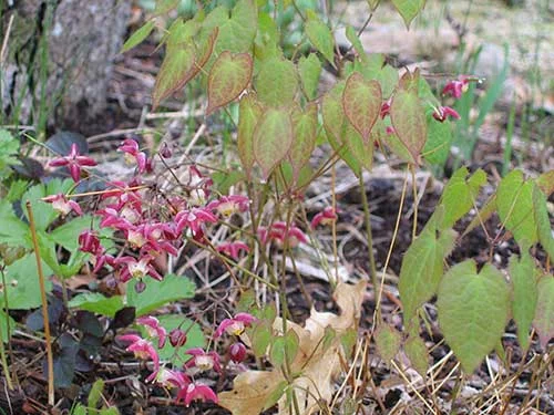 epimediums