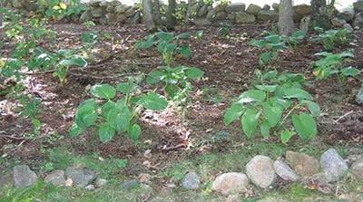 seeded hostas replanted and growing in woods