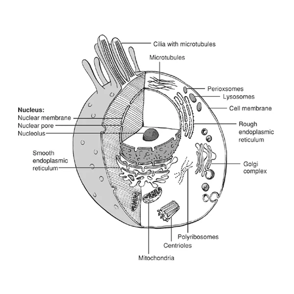 Cell Structure Thumbnail copy.jpg