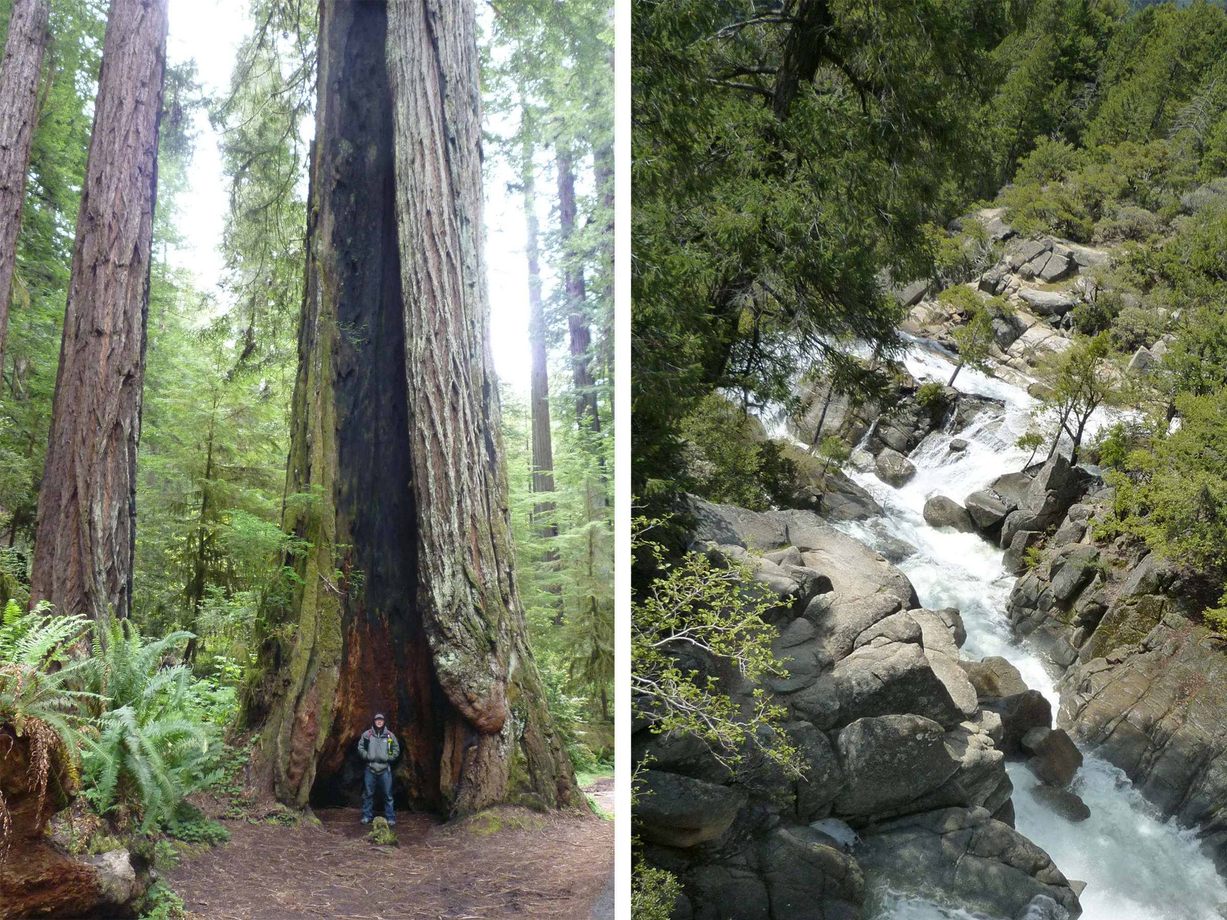*California_Redwood Forest_02.JPG