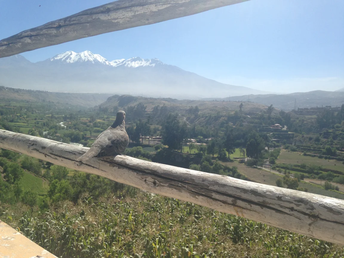 Arequipa_Bird.jpg