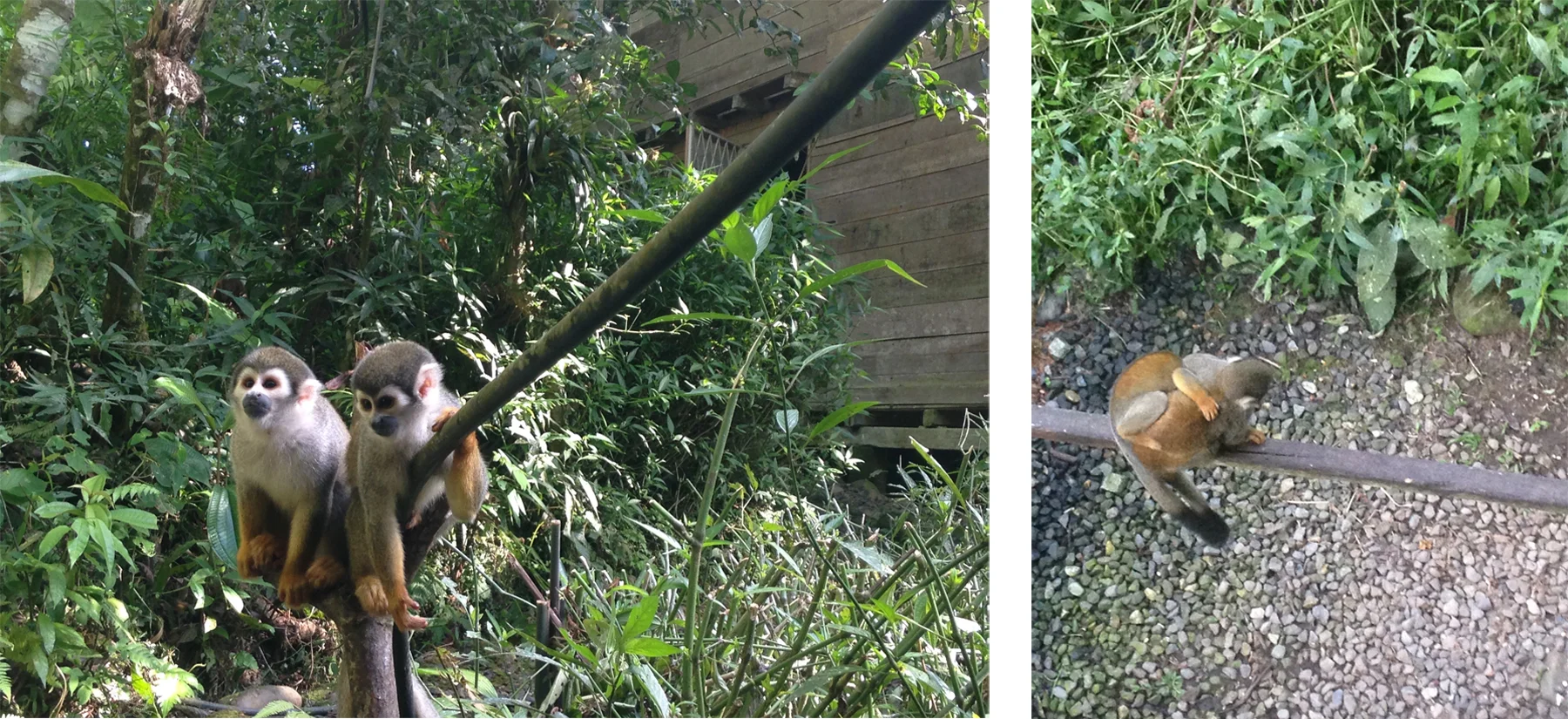 Monkeys.jpg