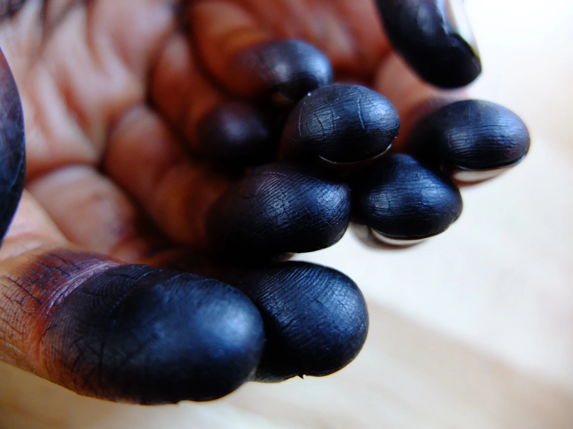 Juglans manos