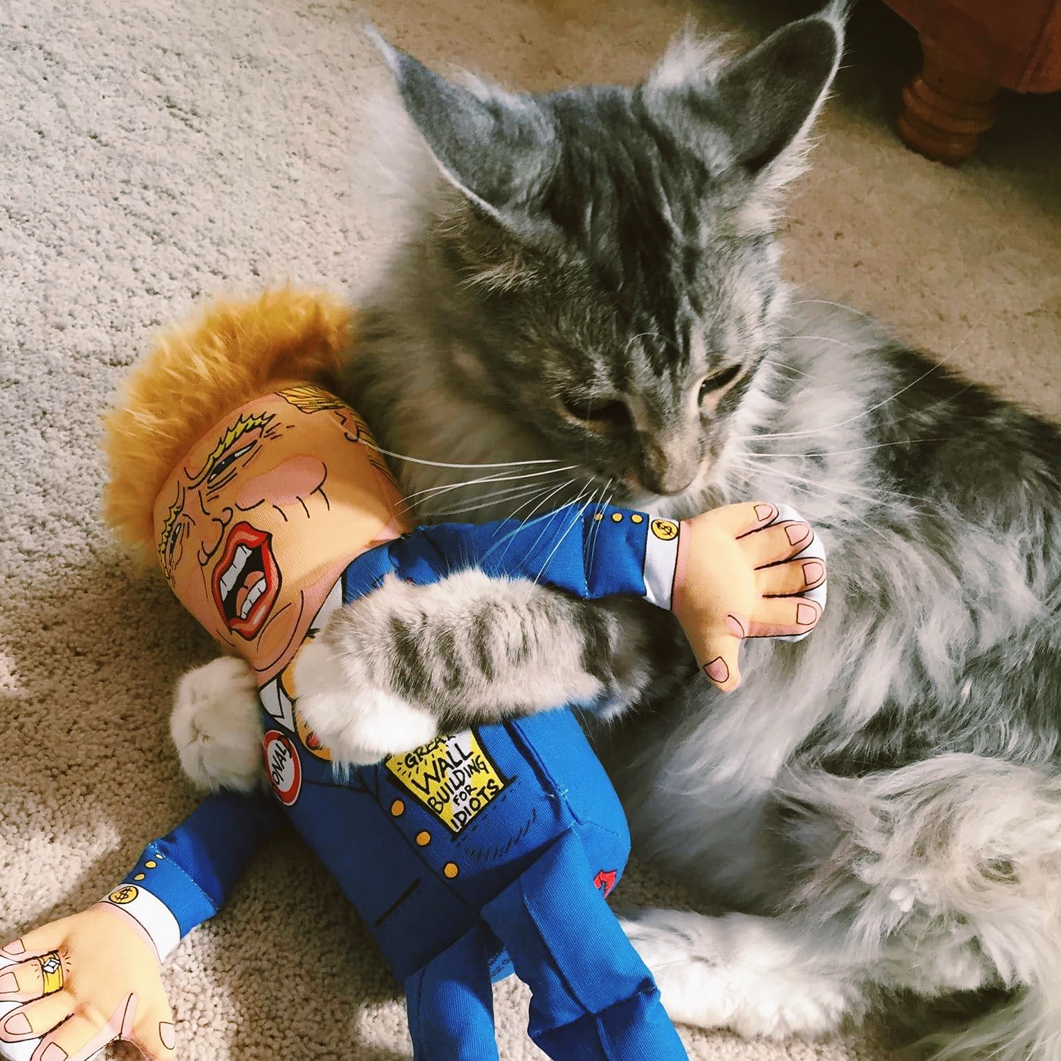 Some pets play rougher than others! 