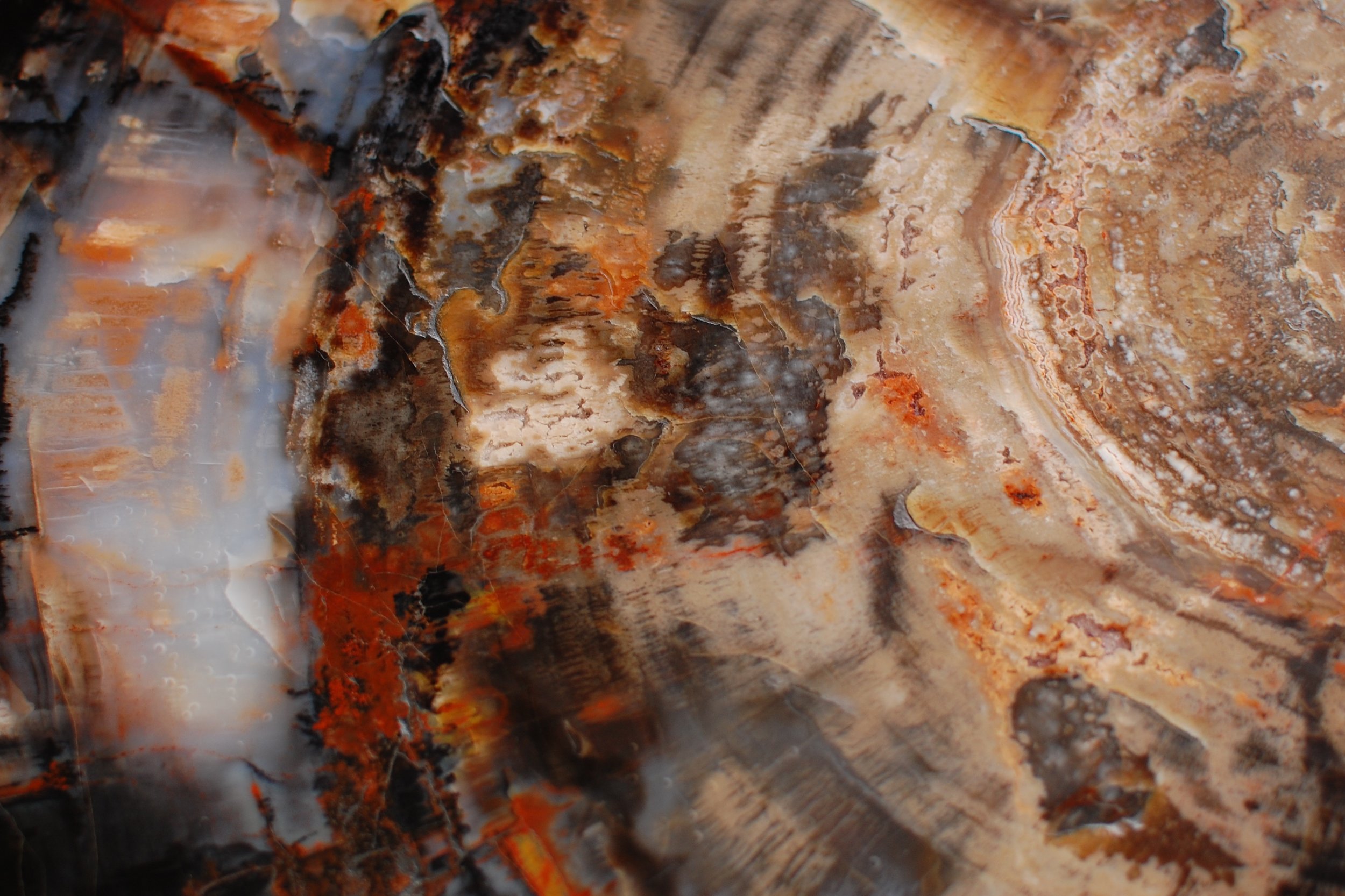 Petrified Forest, Arizona