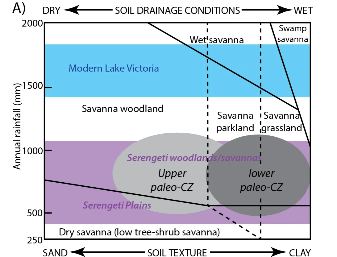 In blue is the range of modern precipitation in the Lake Victoria Basin. In purple is reconstructed precipitation from paleosol-based bulk geochemical proxies and from paleosol features that indicates an environment similar to the modern Serengeti. 