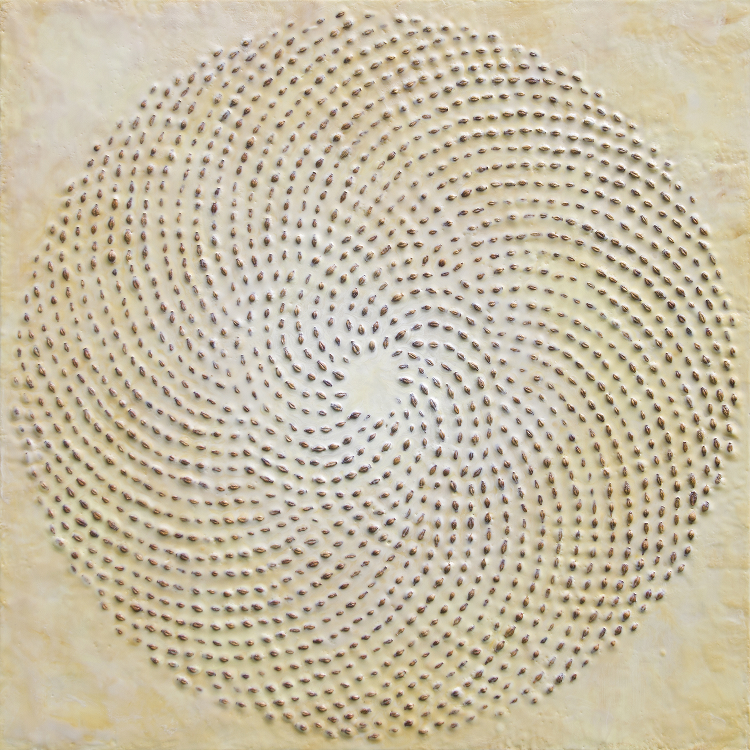 Phyllotaxis