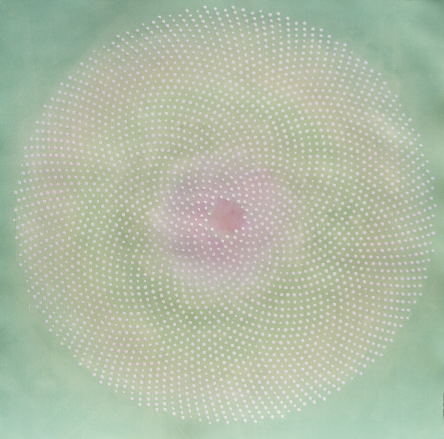 Phyllotaxis 22