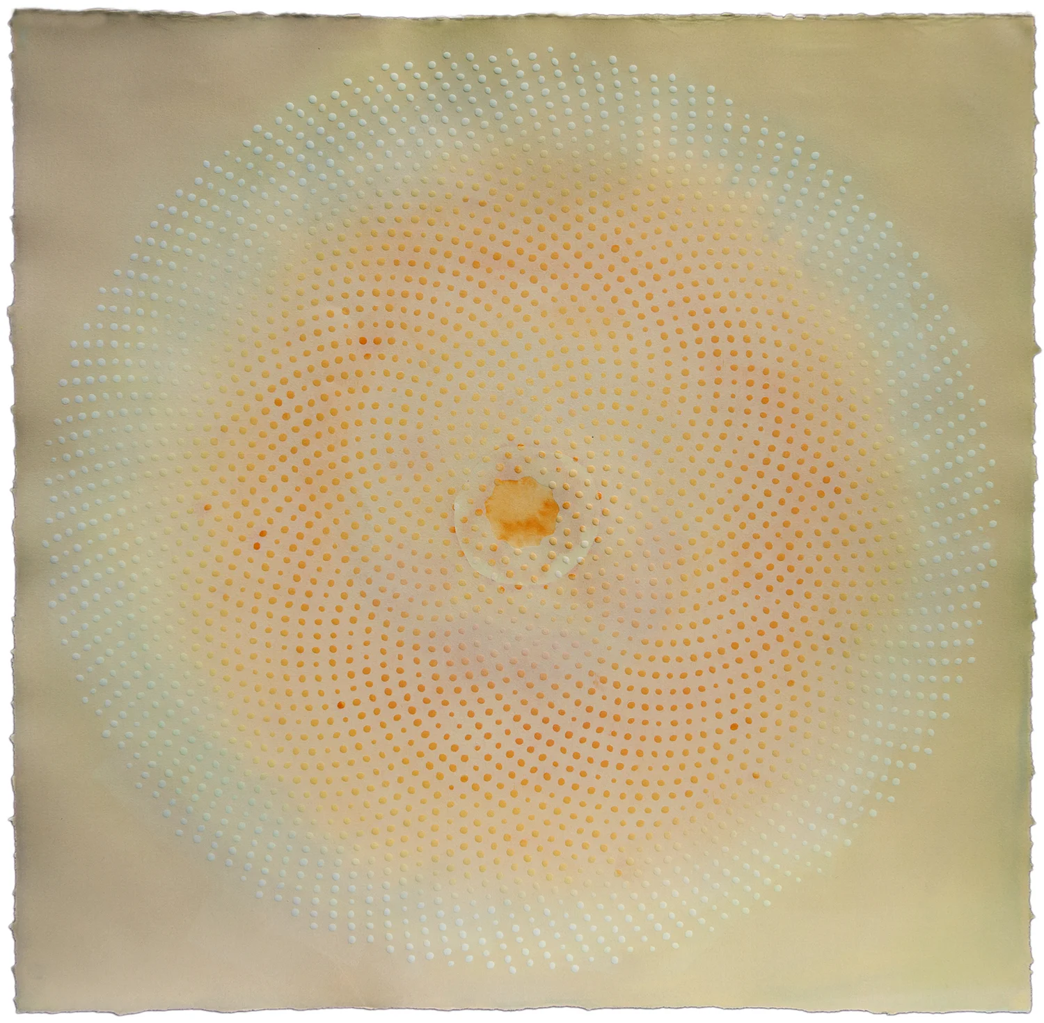 Phyllotaxis 29
