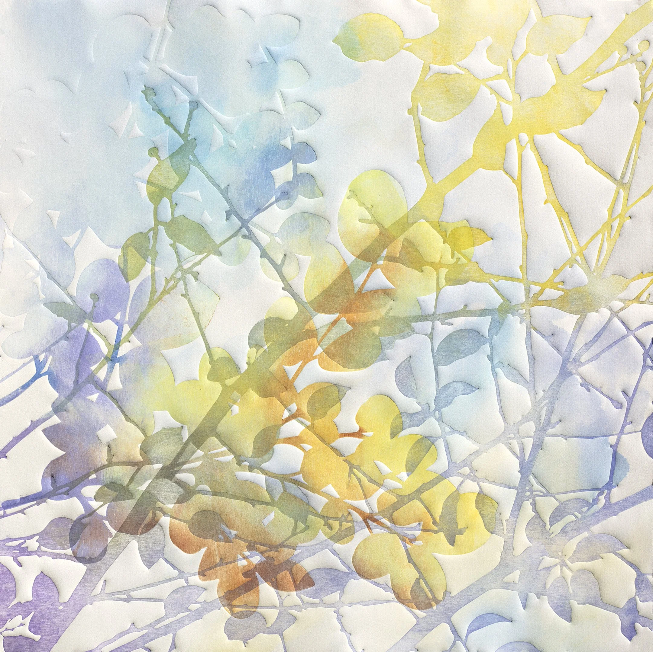 Canopy 1  2026