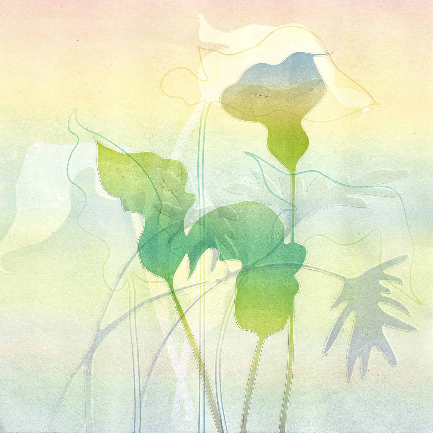 Calla 2  2026