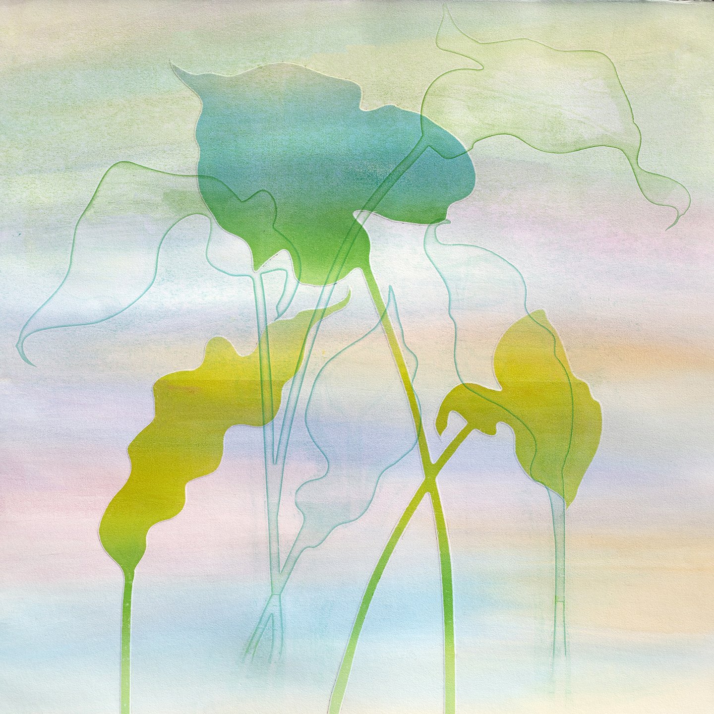 lillies