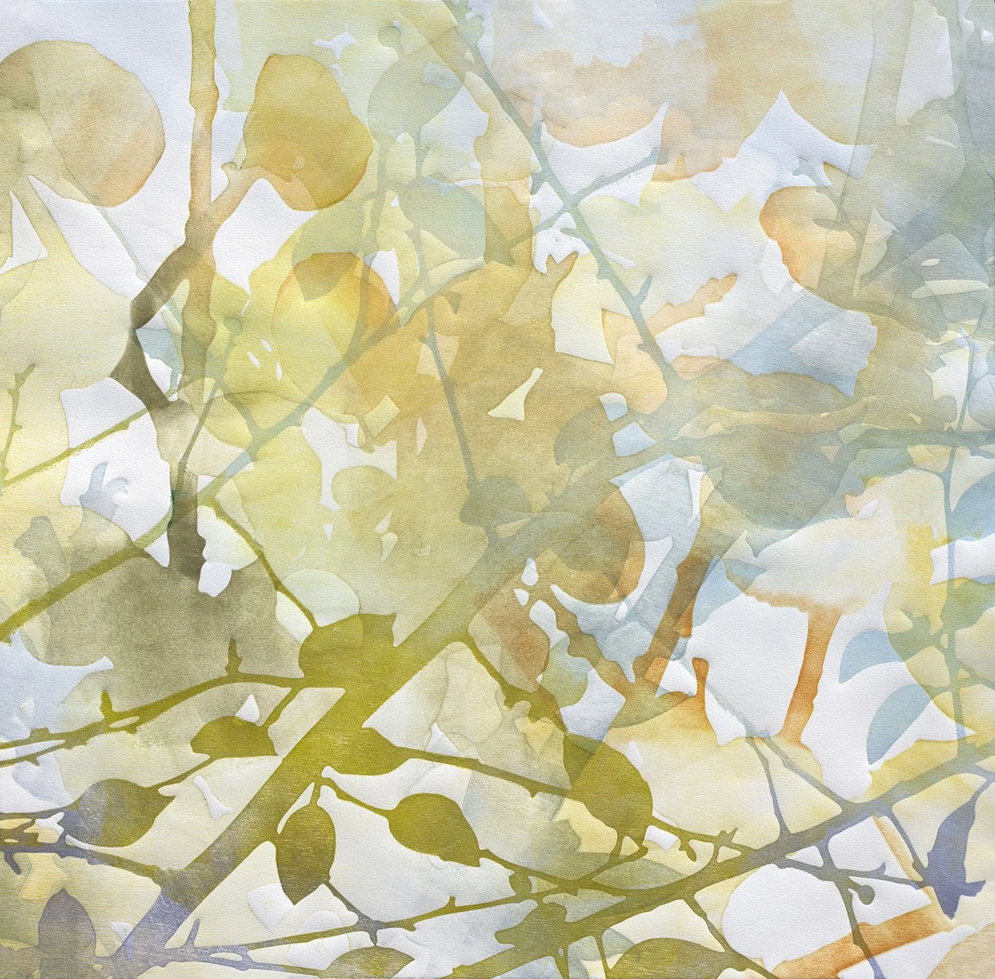 Canopy 4  2026