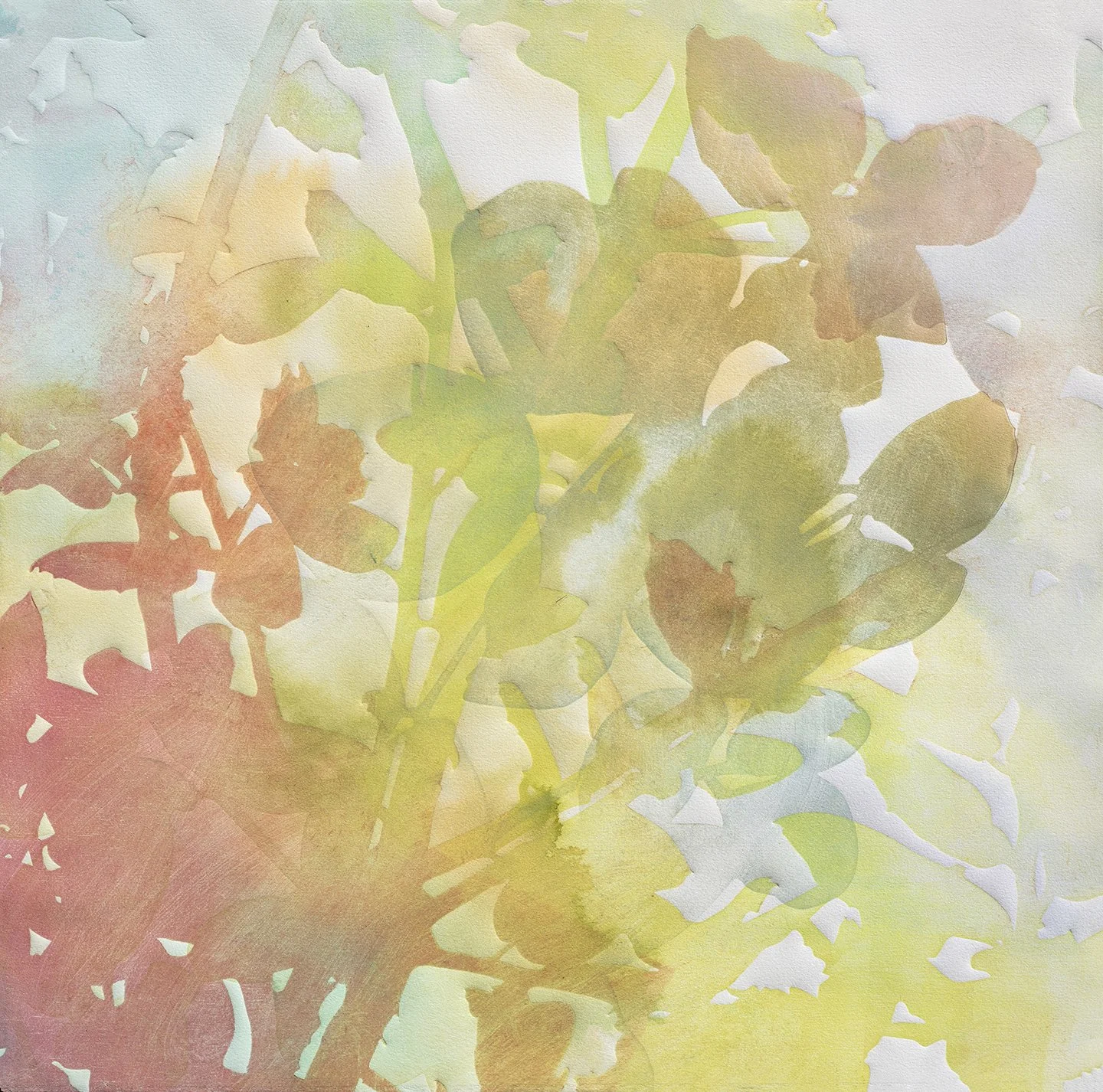 Thicket 80  2026