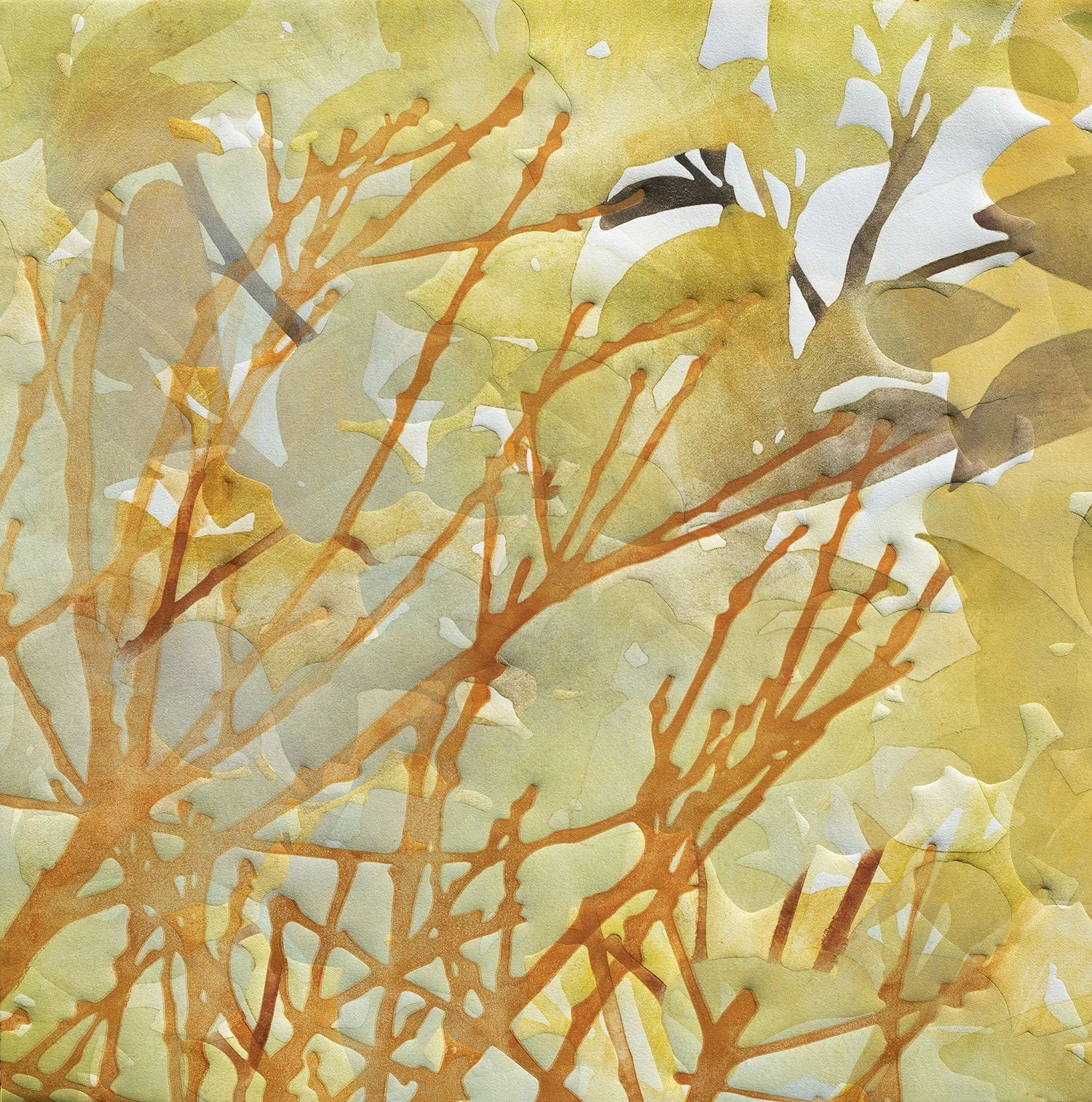 What Birds Know 1   2026