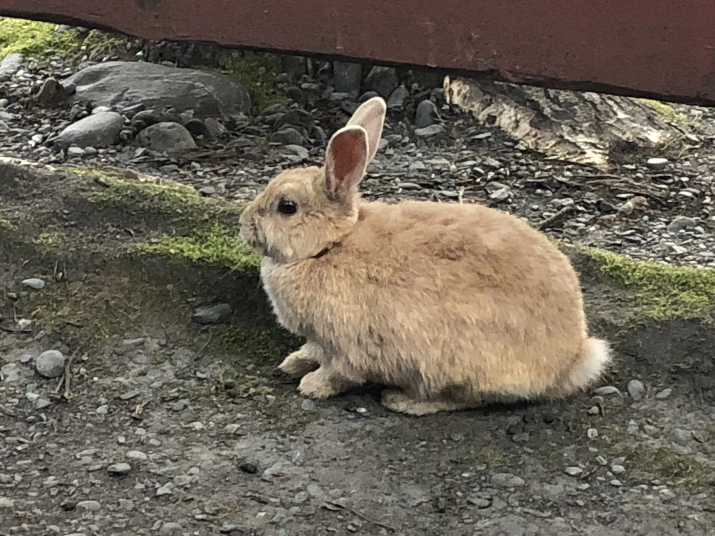  Bunnies of Valdez, Alaska 