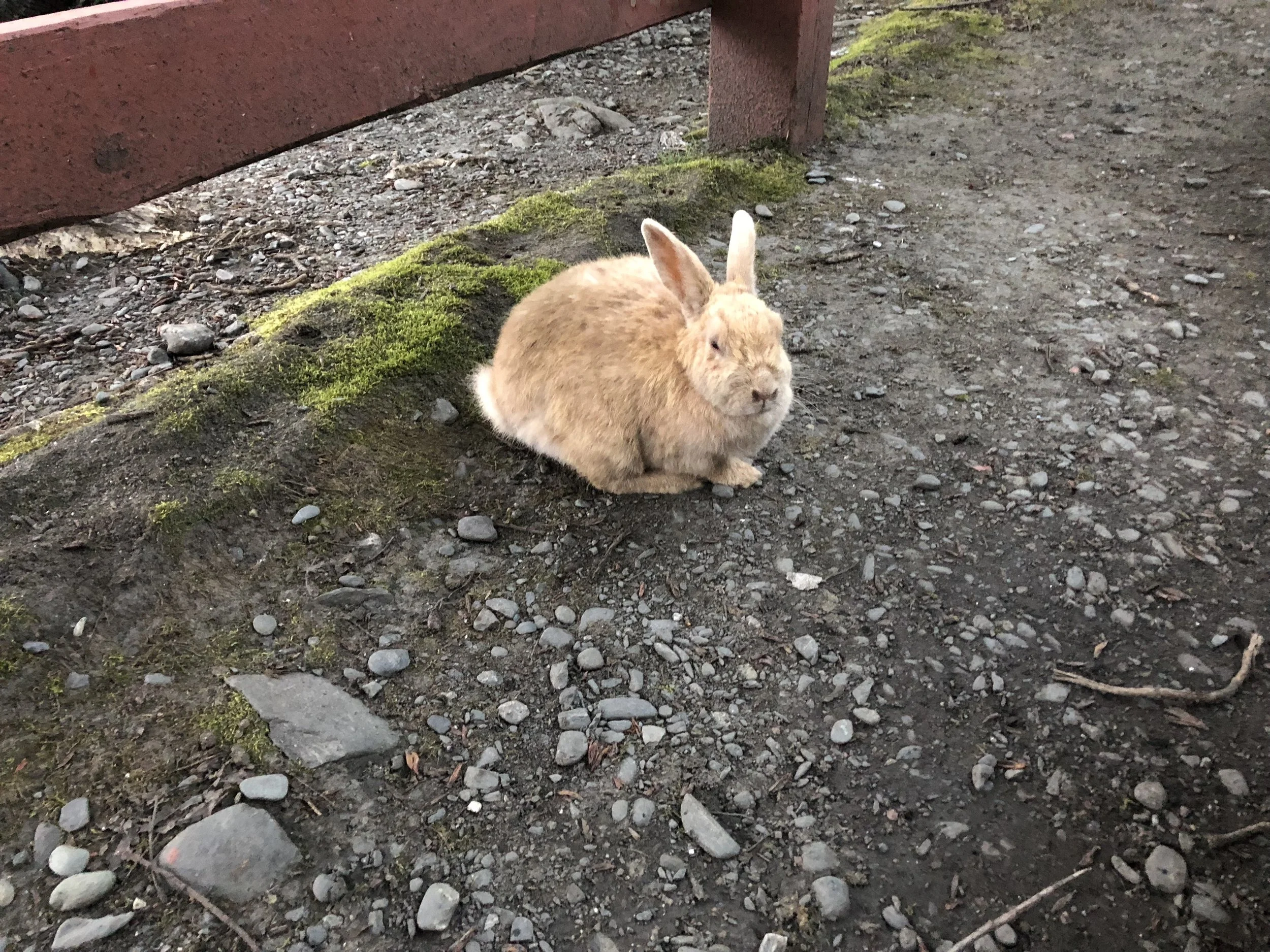  Bunnies of Valdez, Alaska 