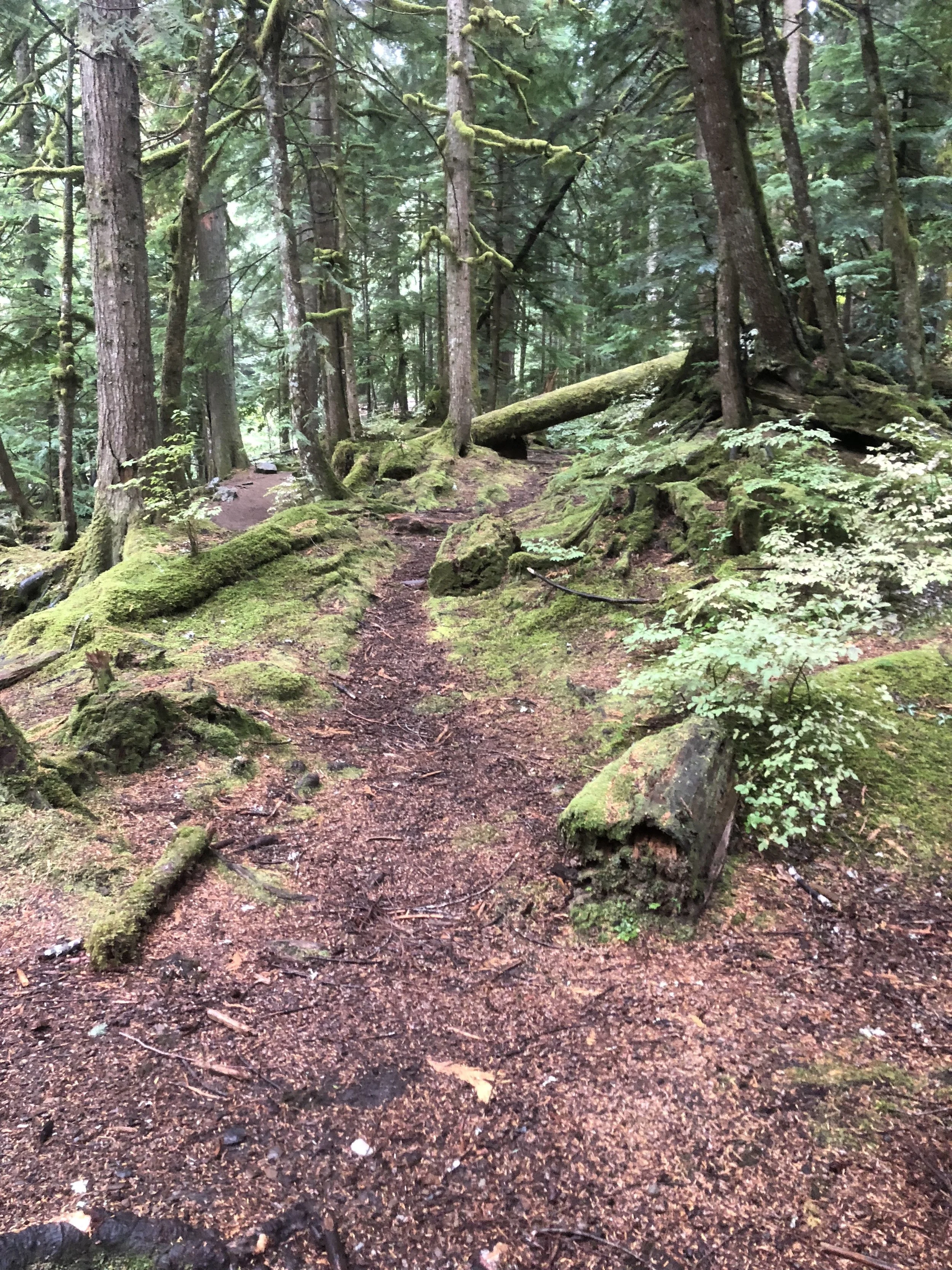  Wenatchee National Forest 