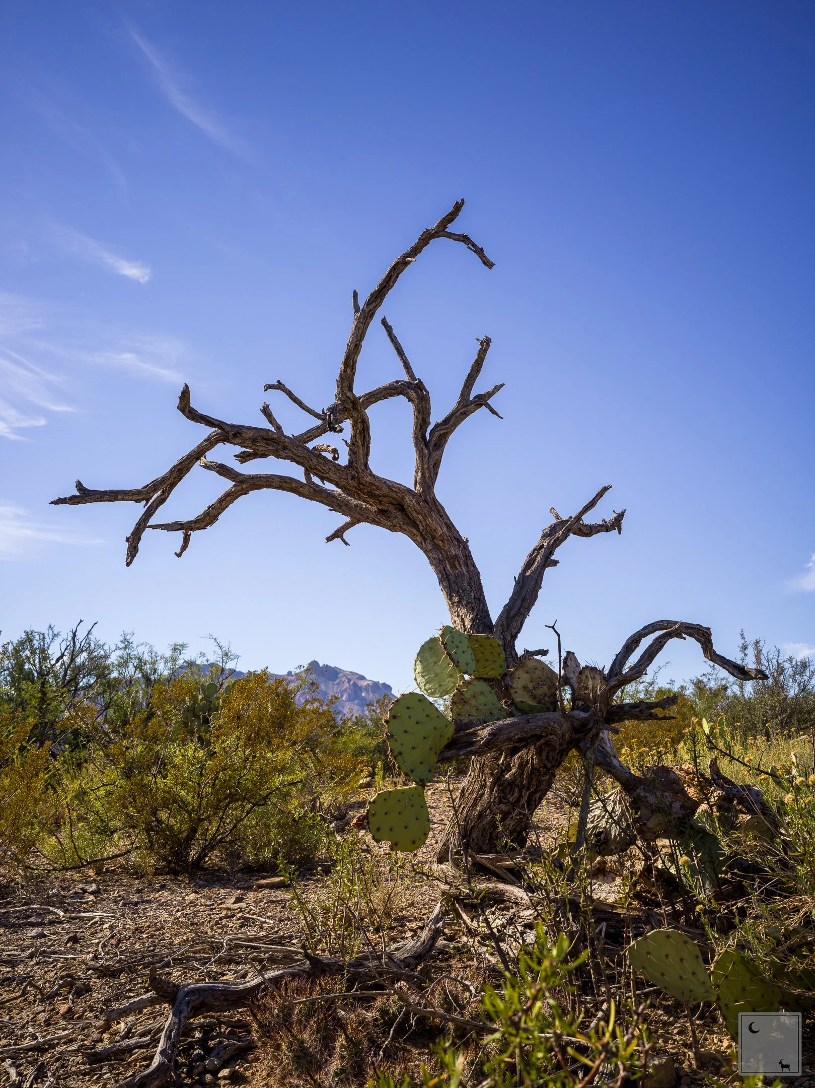  Big Bend National Park • Texas 