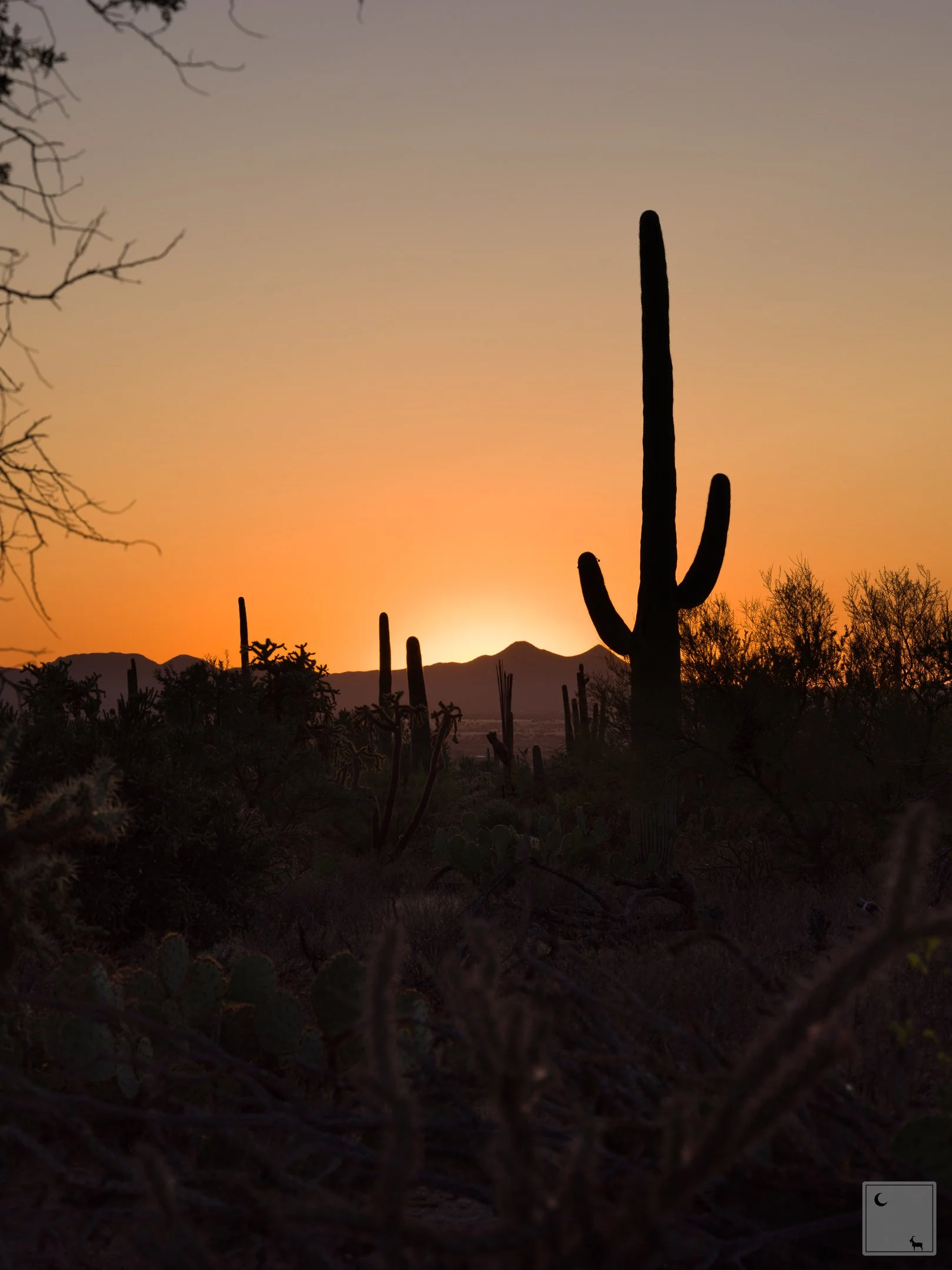  Saguaro National Park • Arizona 