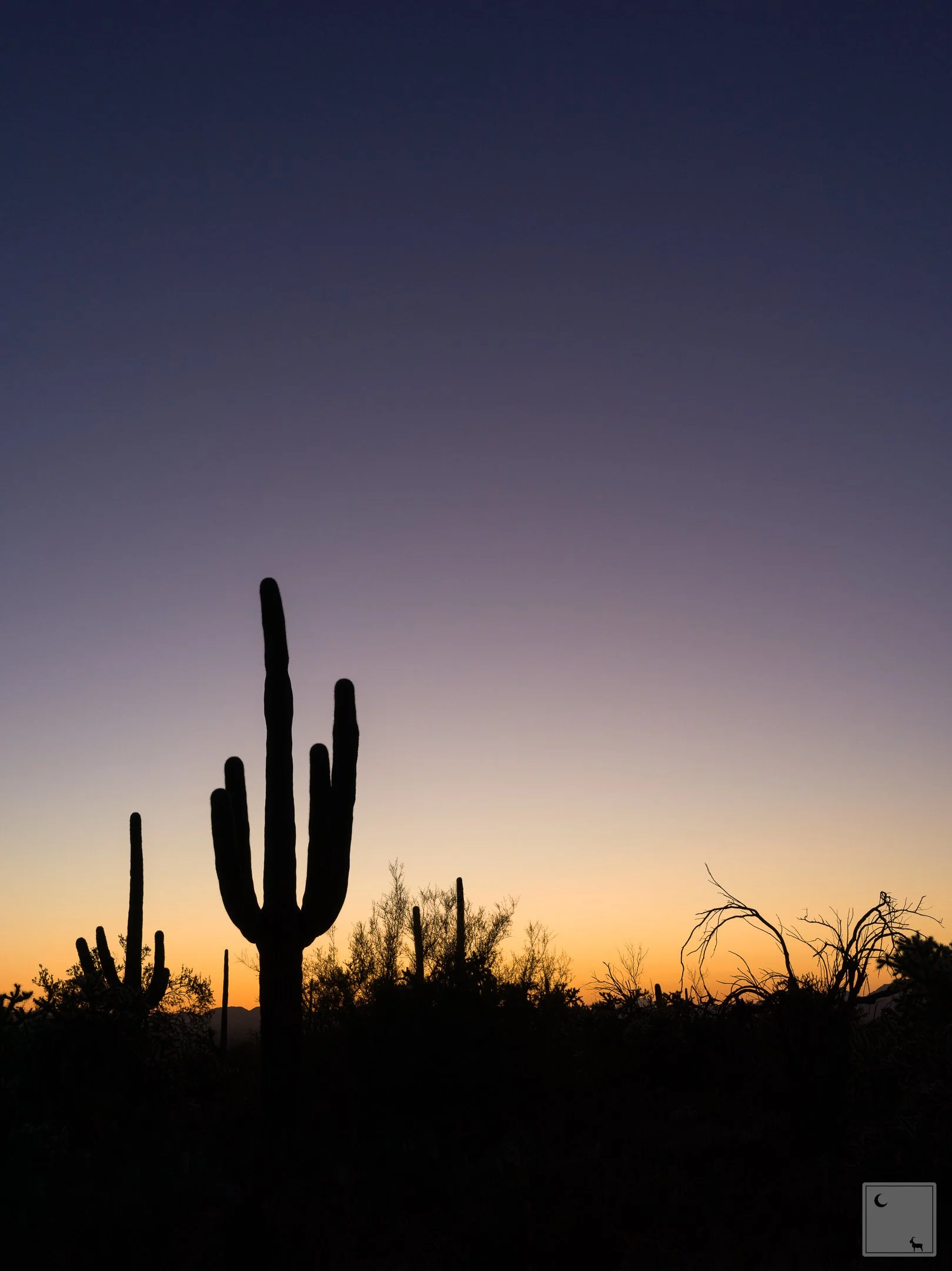  Saguaro National Park • Arizona 