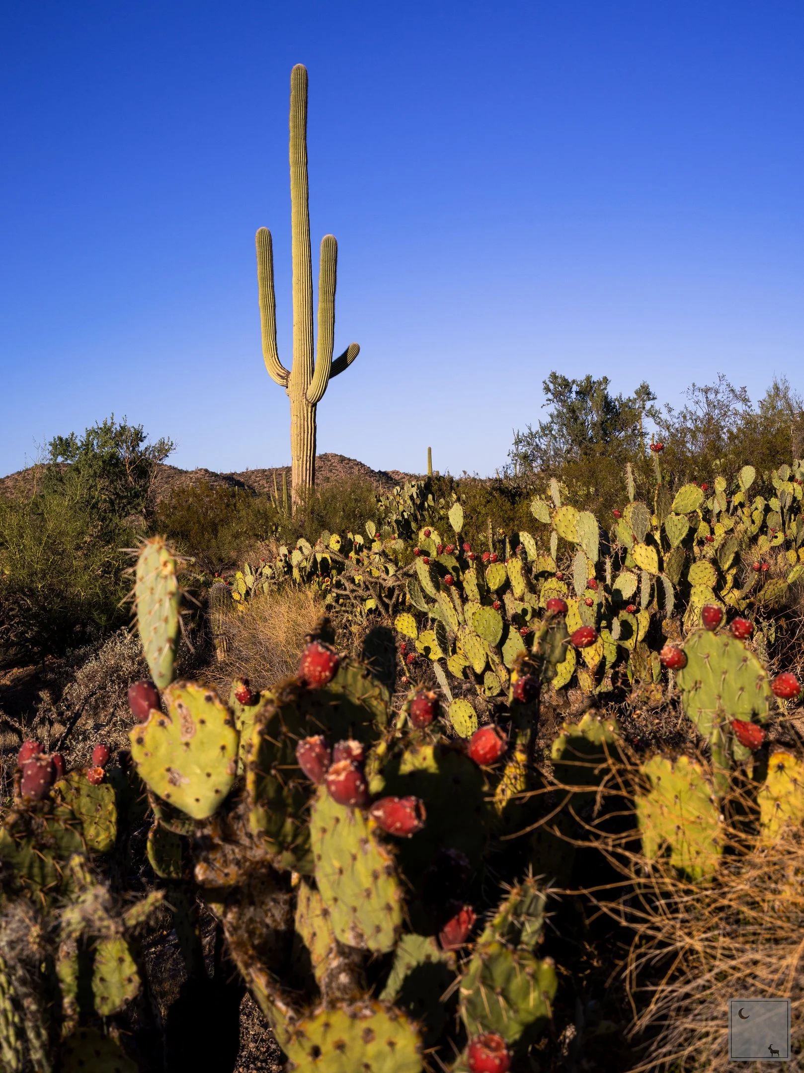  Saguaro National Park • Arizona 