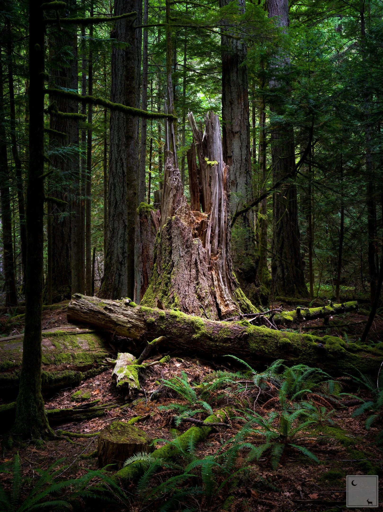  Cathedral Grove • British Columbia 