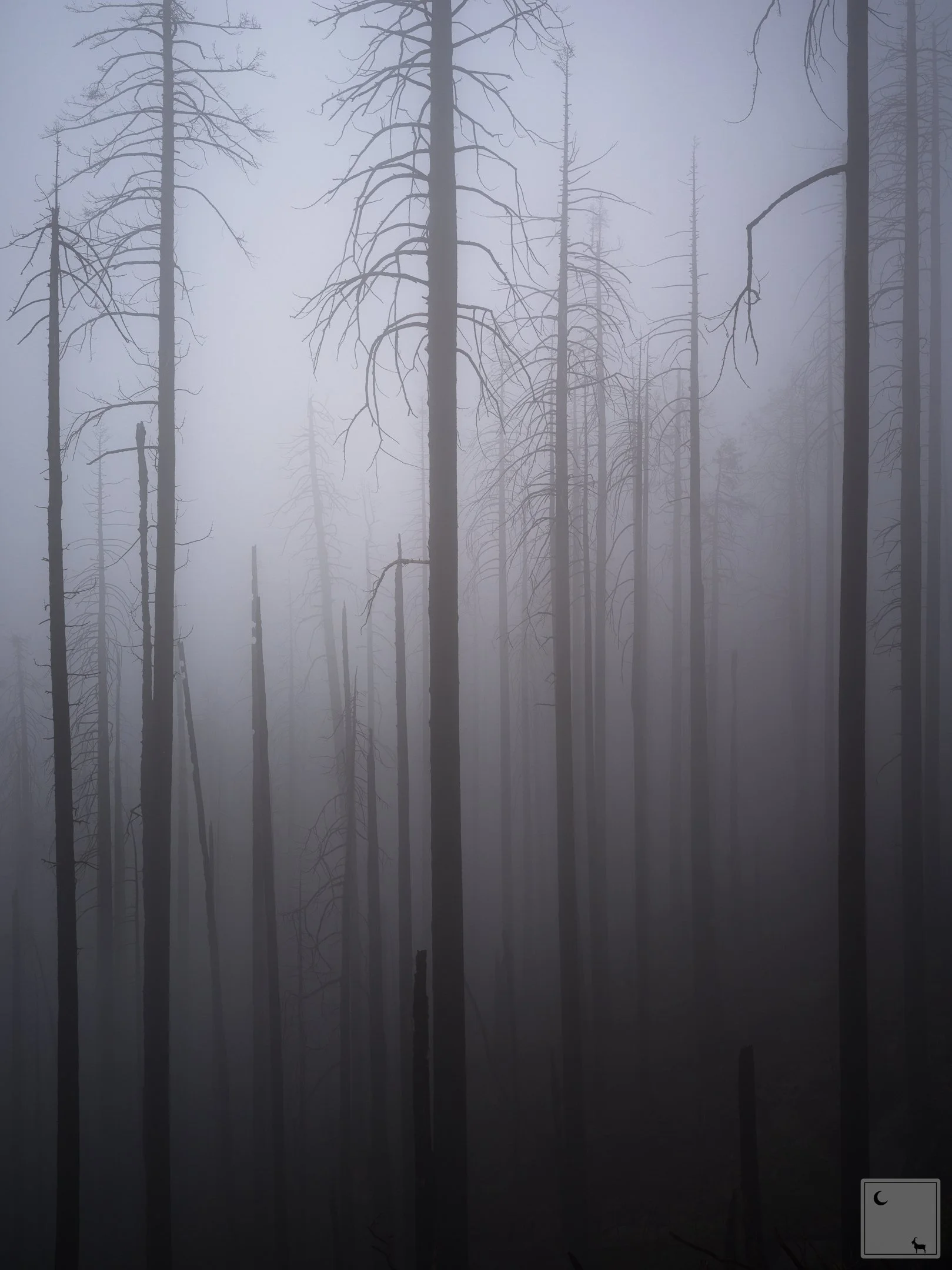  Sequoia &amp; Kings Canyon National Park • California 