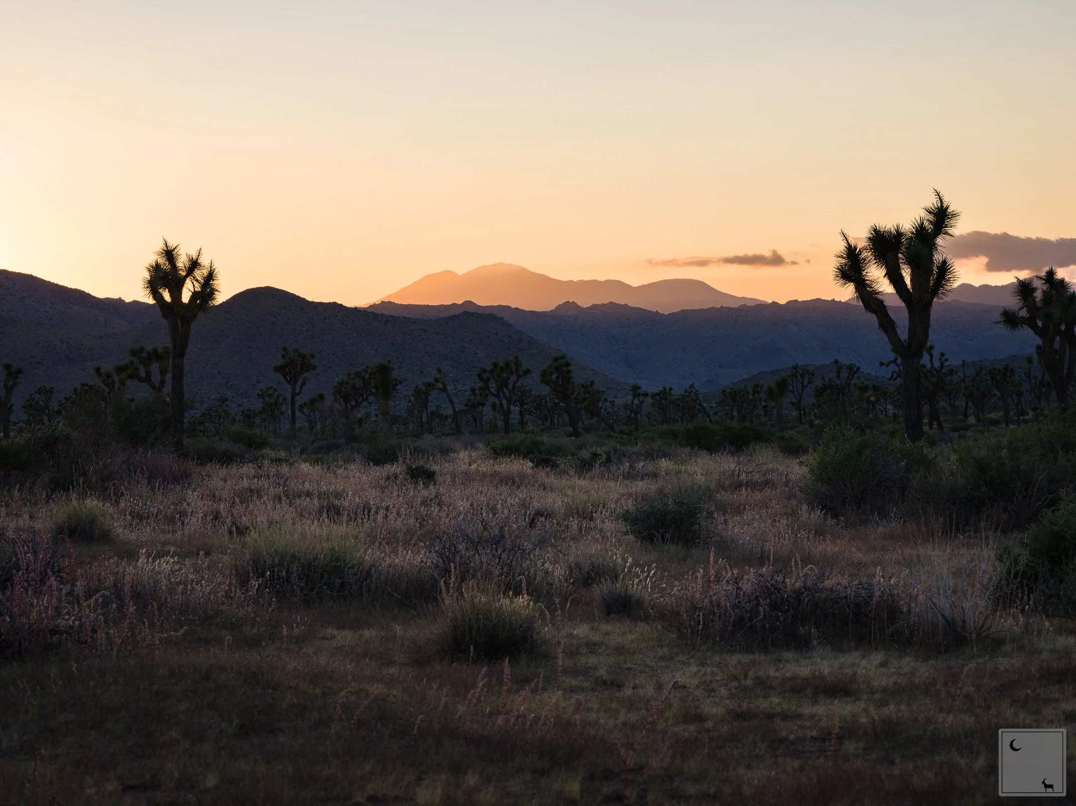  Joshua Tree National Park • California 
