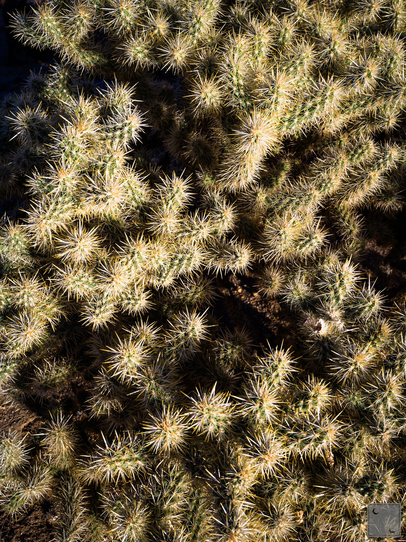  Joshua Tree National Park • California 