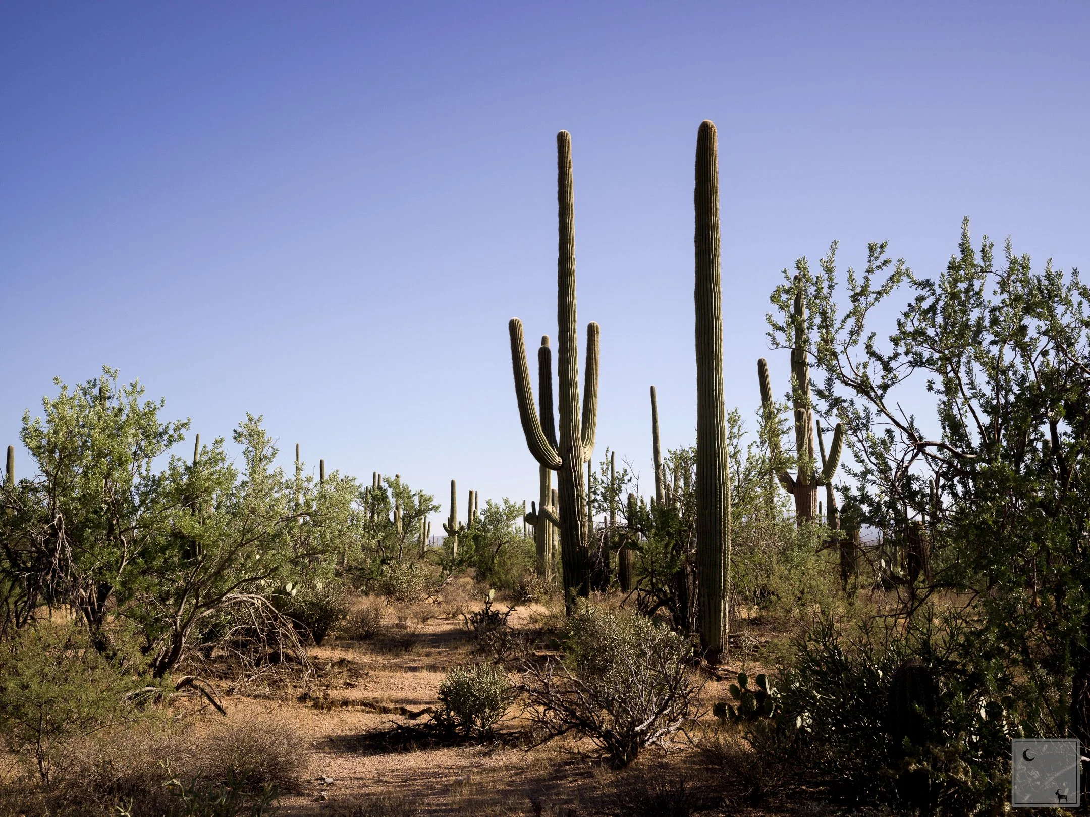  Saguaro National Park • Arizona 