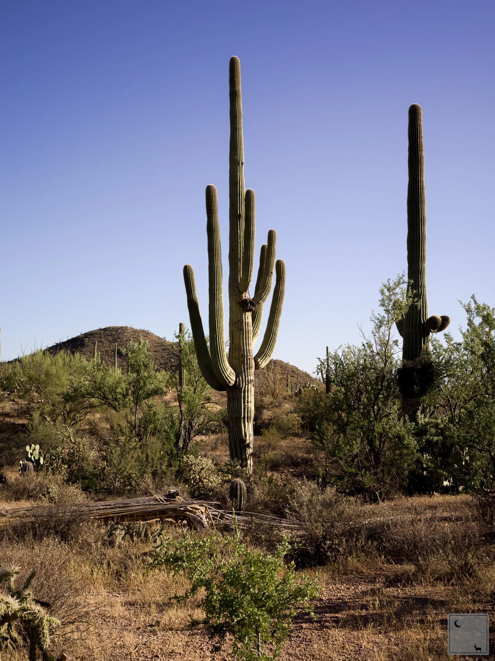  Saguaro National Park • Arizona 