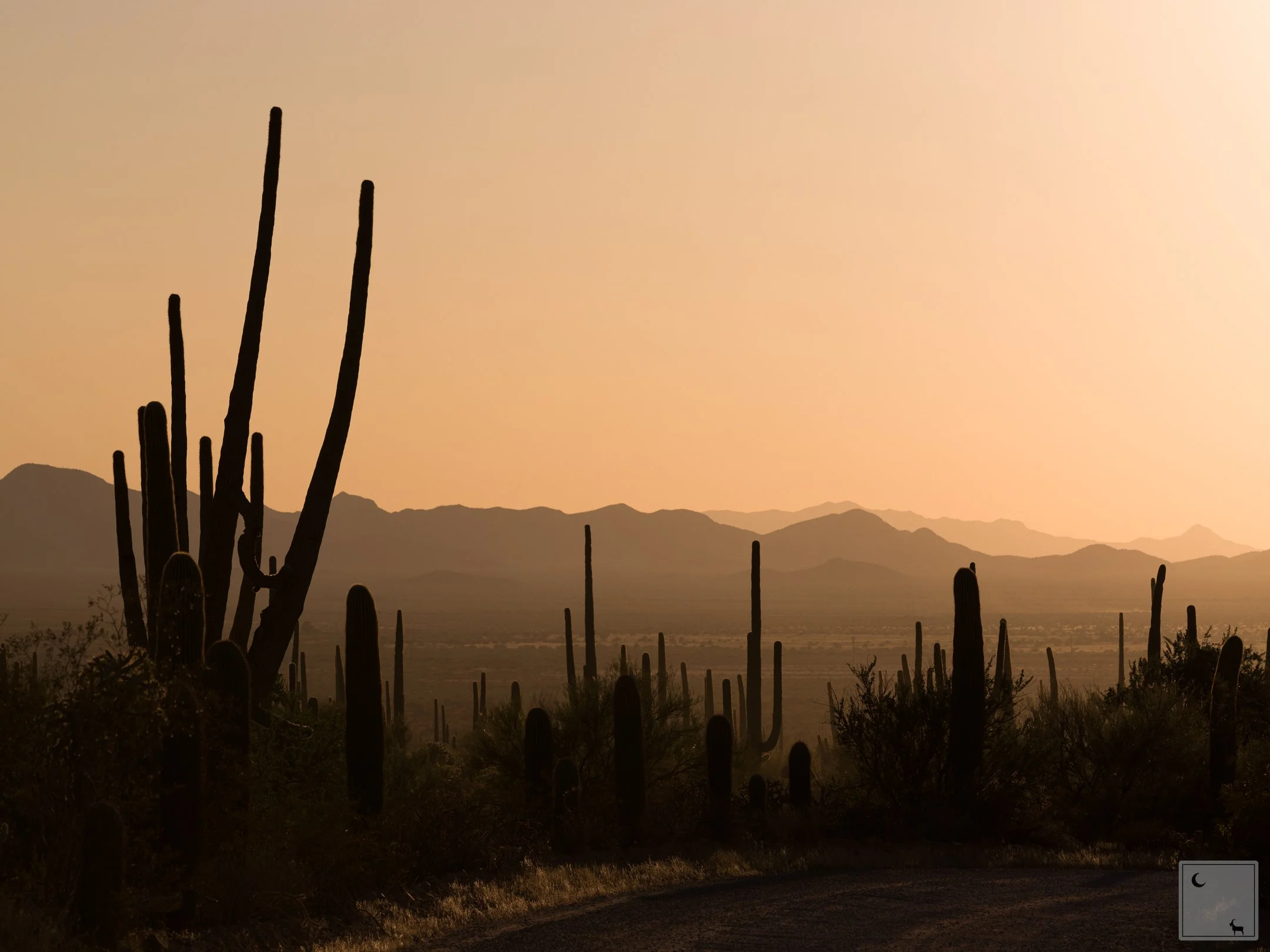  Saguaro National Park • Arizona 